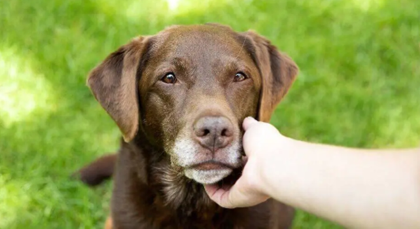 hund sidder på det grønne græs