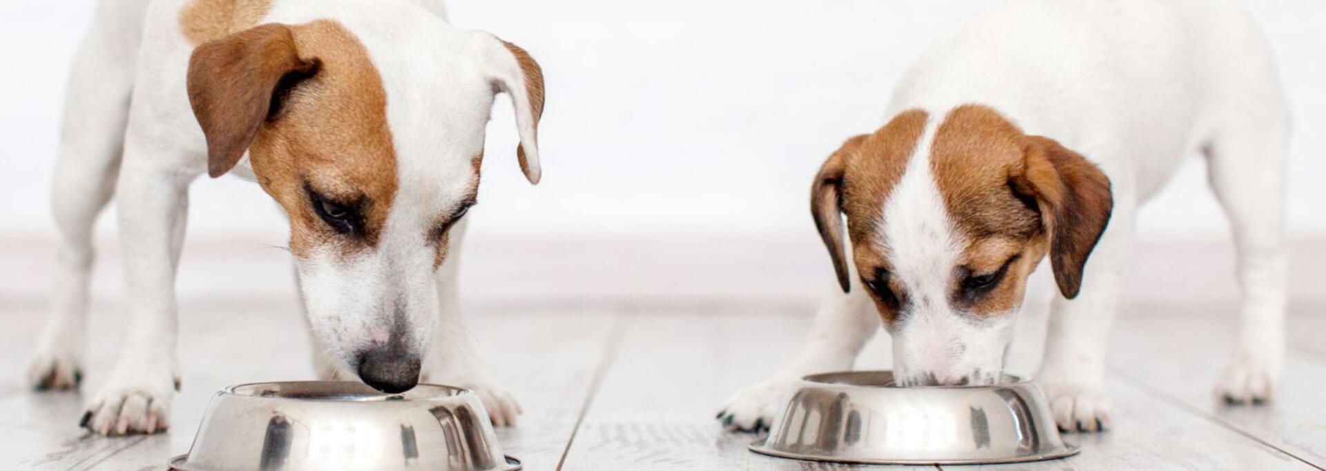 hunde