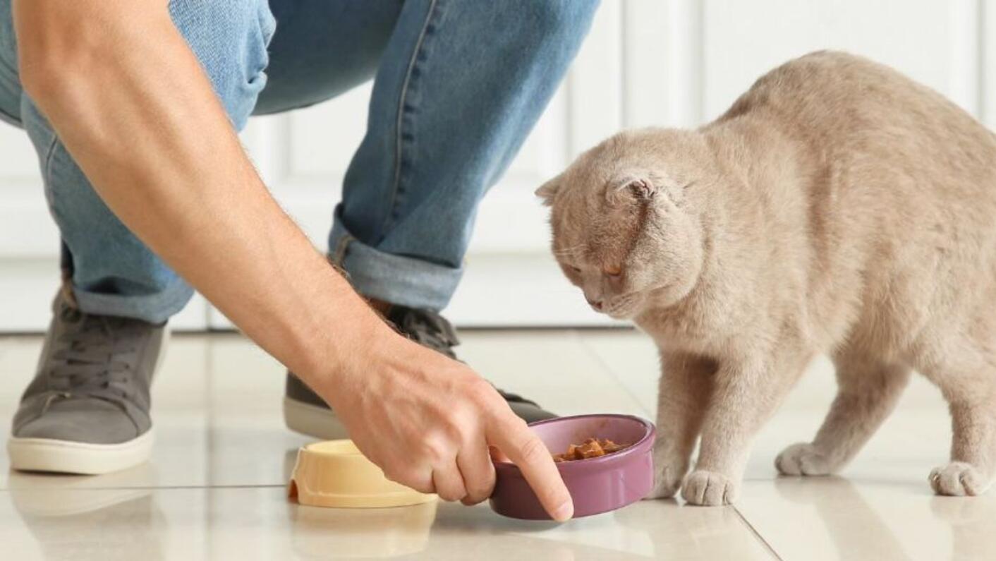 Probiotika til katte