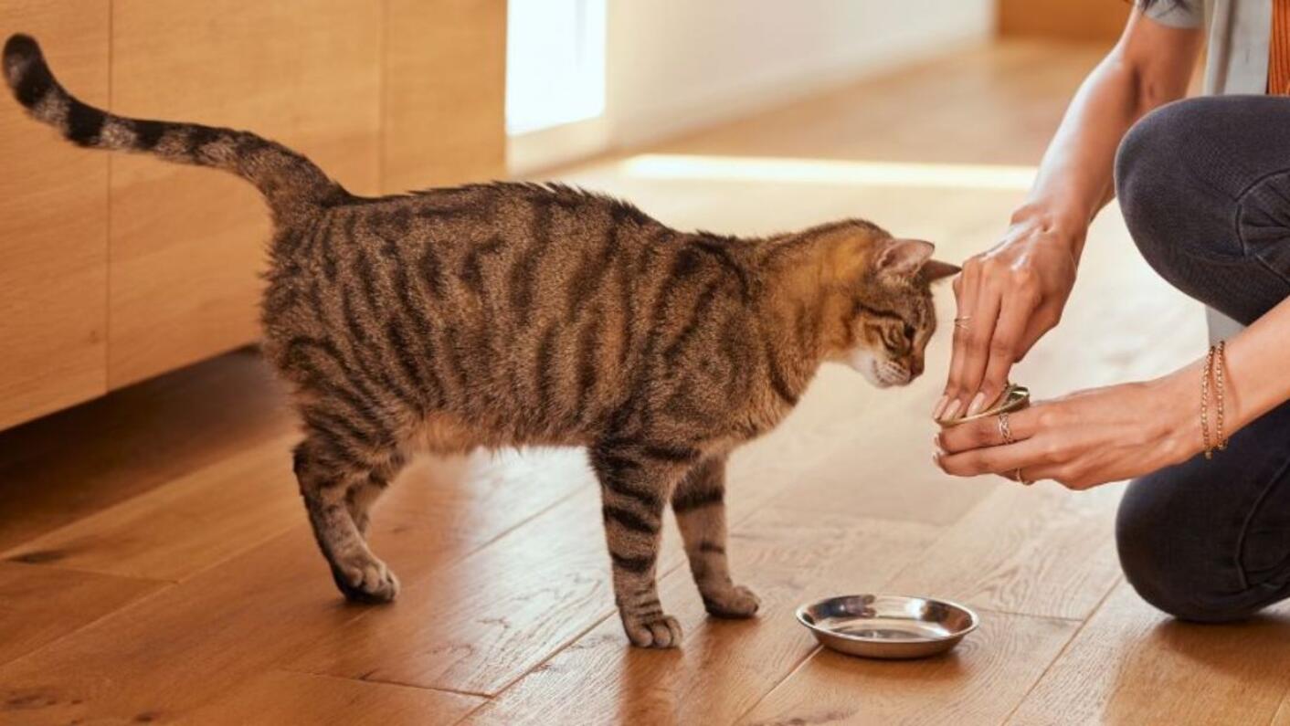 Probiotika til katte