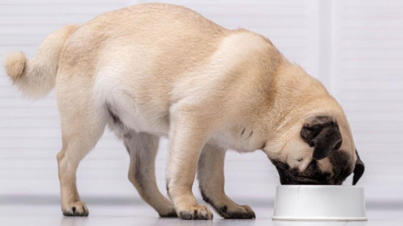Råfoder til hunde