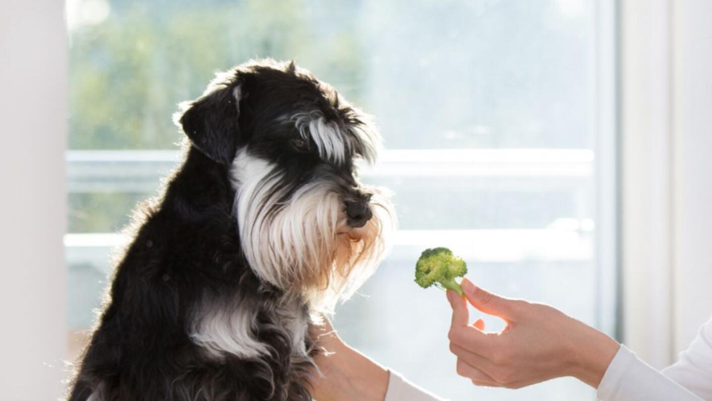 Råfoder til hunde