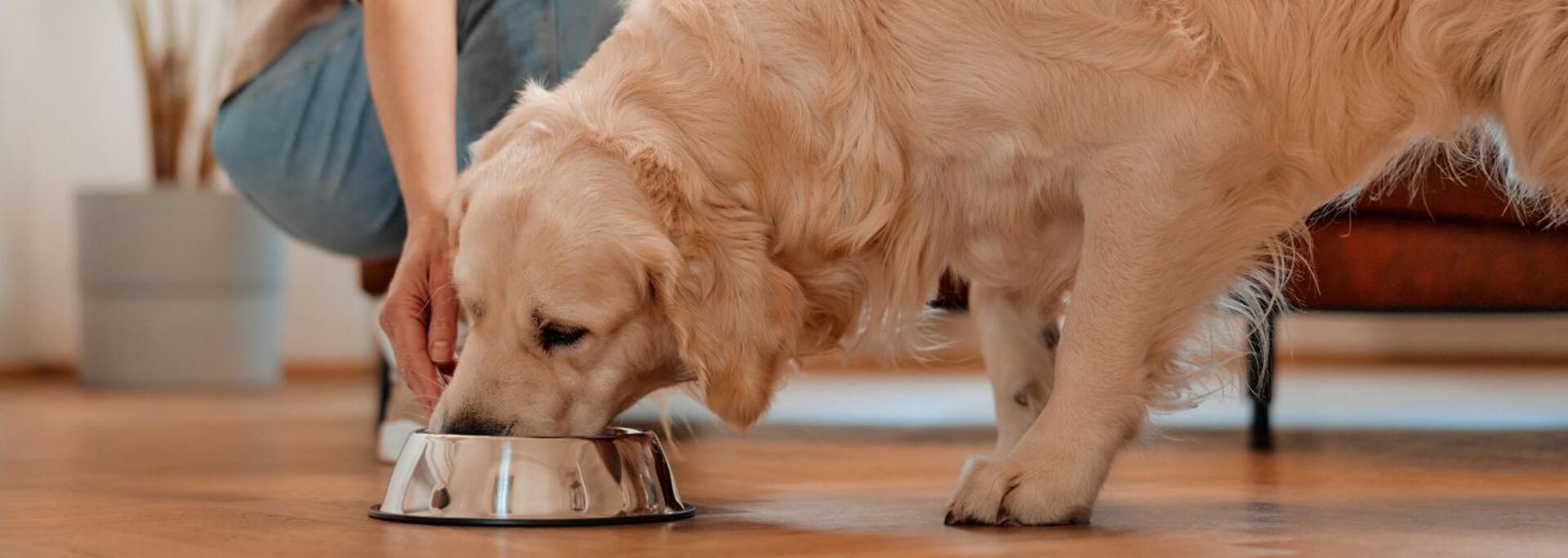 Hunde