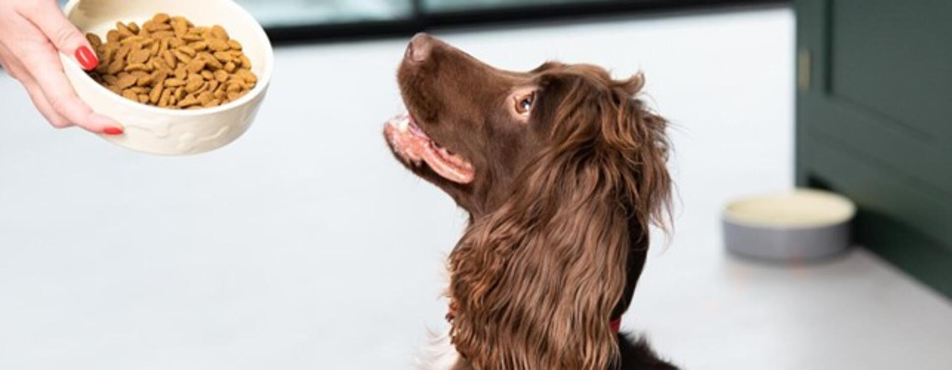 Hvad skal du fodre din hund