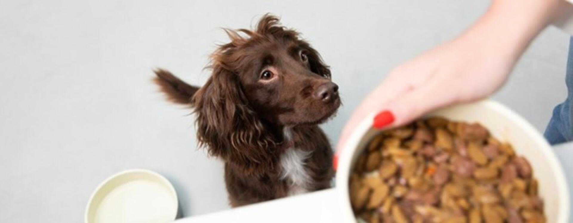 Bør man vælge våd- eller tørfoder til hunde