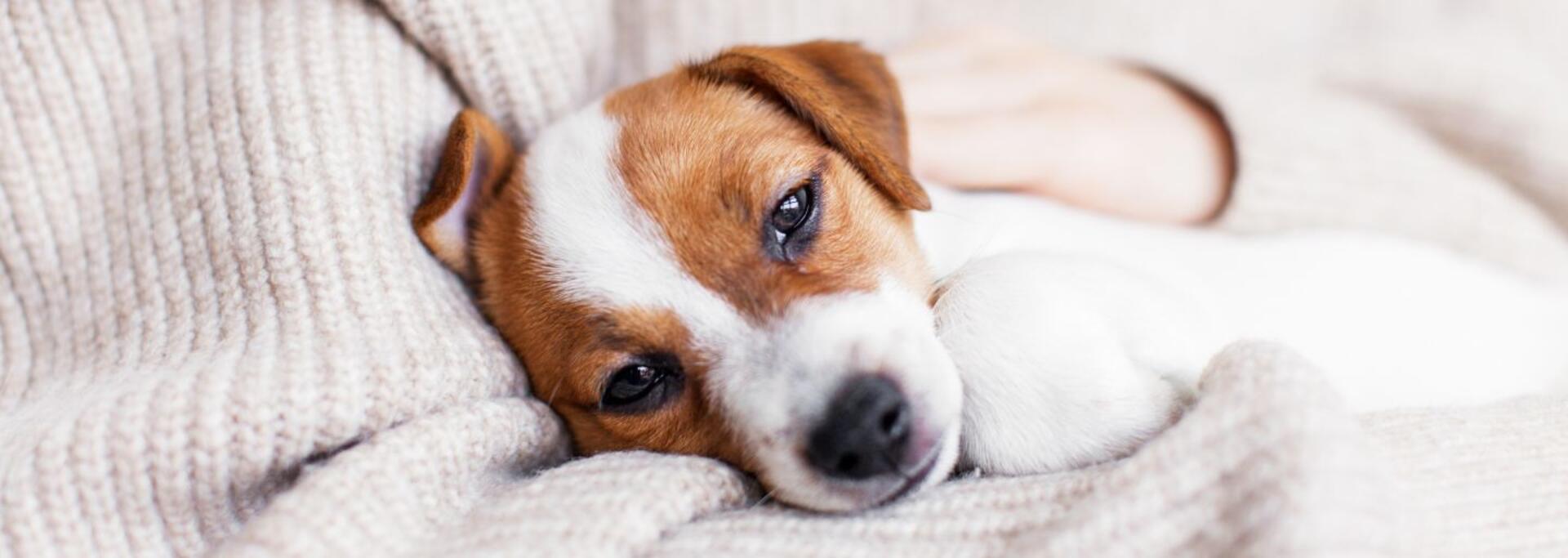 hunde