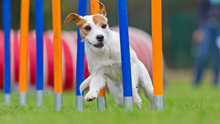 lille hund, der løber på en agilitybane