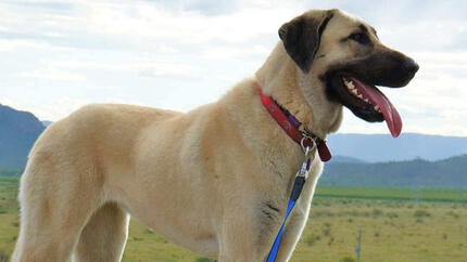 Hund står på mark med bjerge i baggrunden