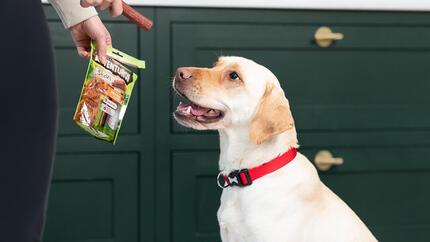 labrador glæder sig til adventuros godbidder