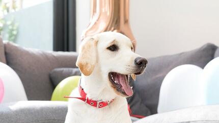 Golden labrador retriever med rødt halsbånd og åben mund