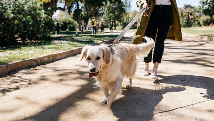 Hund med ejer i parken