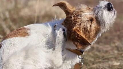 Lopper og tæger på hunde
