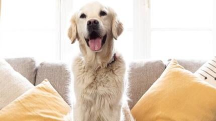 Fodervejledning til voksne hunde