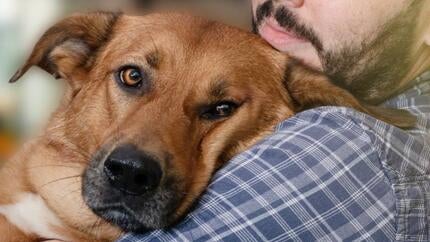 Sådan hjælper du din hund med separationsangst