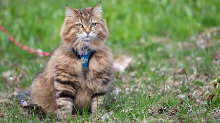 Sådan træner du din kat til at gå i snor