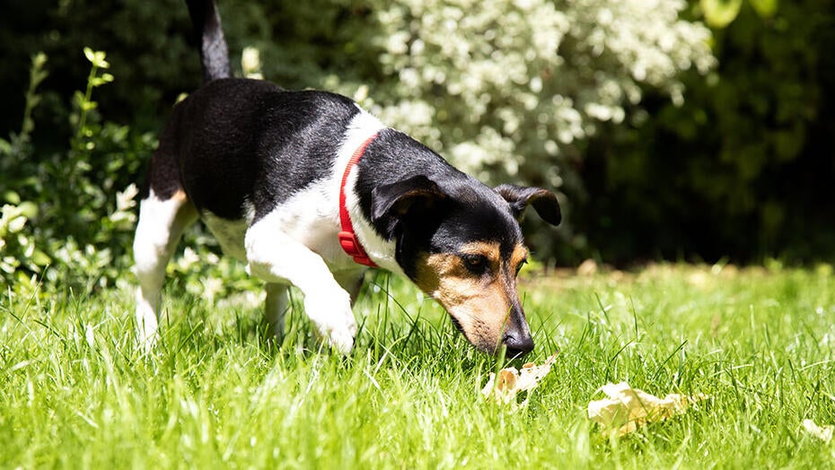 Hund snuser til græsset