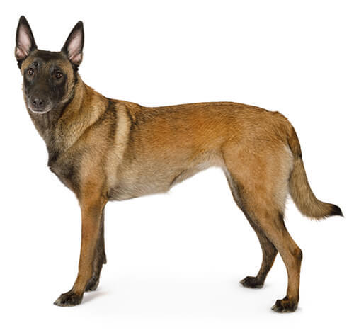 Belgisk hyrdehund, Malinois