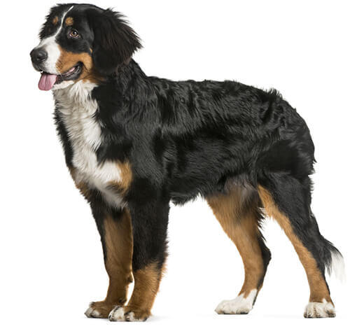 Berner Sennenhund