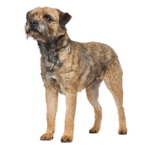 Borderterrier