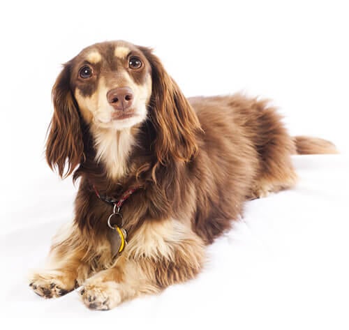 Langhåret Miniature Gravhund