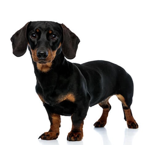 Korthåret Miniature Gravhund