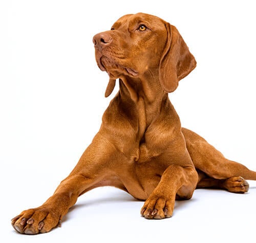 Vizsla