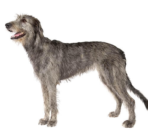 Irsk ulvehund