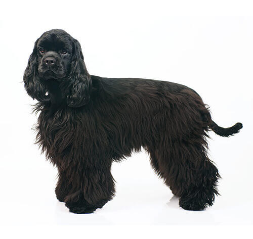 Amerikansk Cocker Spaniel