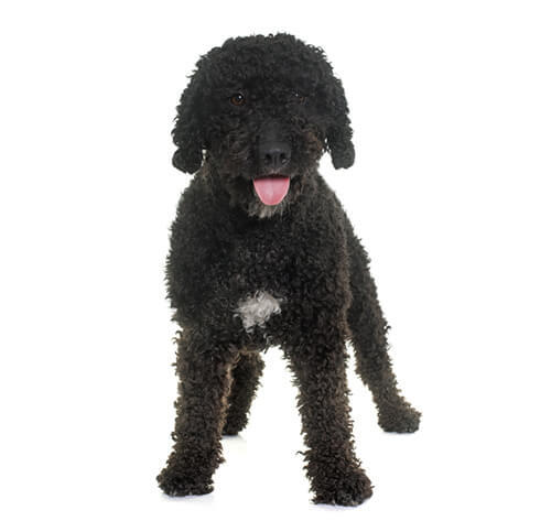 Spanish Water Dog (Spansk Vandhund)
