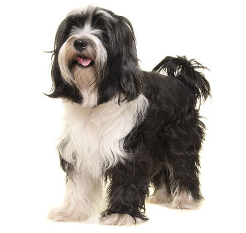 Tibetansk terrier