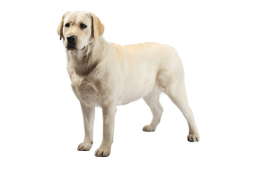 labrador