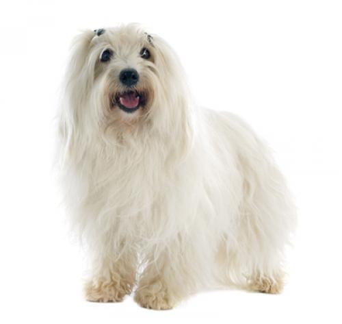 Coton de Tulear (Bomuldshund)