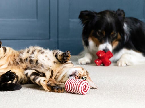Kat og hund leger med legetøj