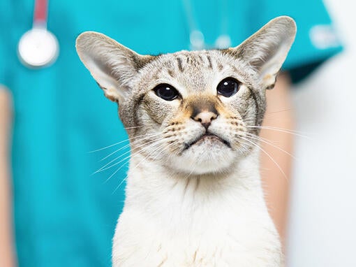 Kat med dyrlæge bagved