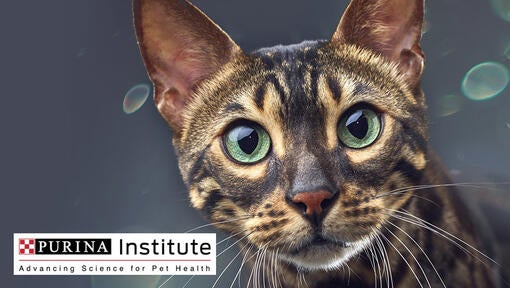Purina Institute-logo og kat