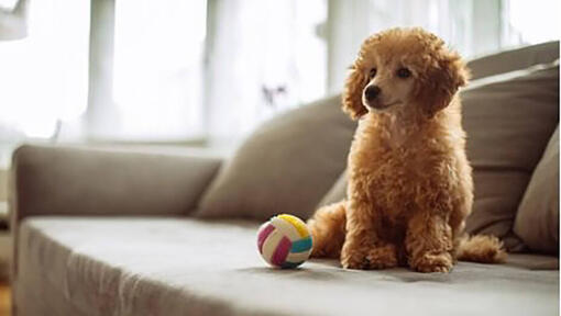 Brun hund, der sidder ved siden af en flerfarvet bold.