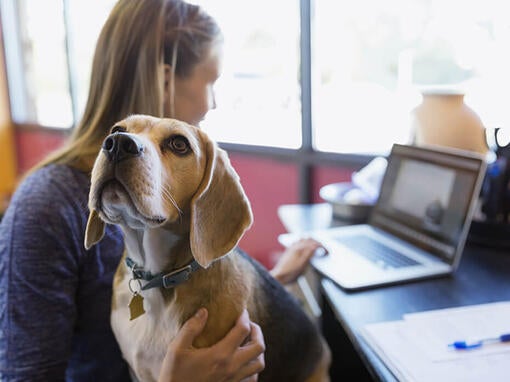 Beagle sidder på ejerens skød, mens hun arbejder