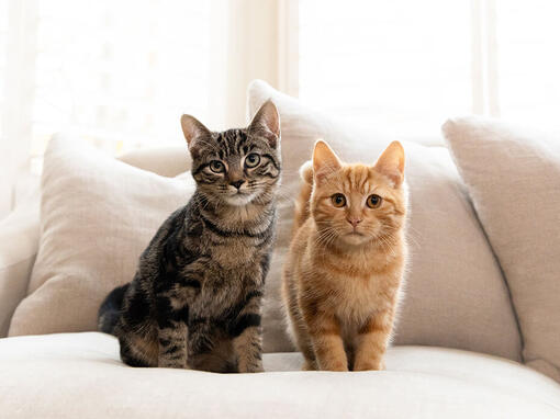 Brune og ingefær Tabby katte sidder på sofaen