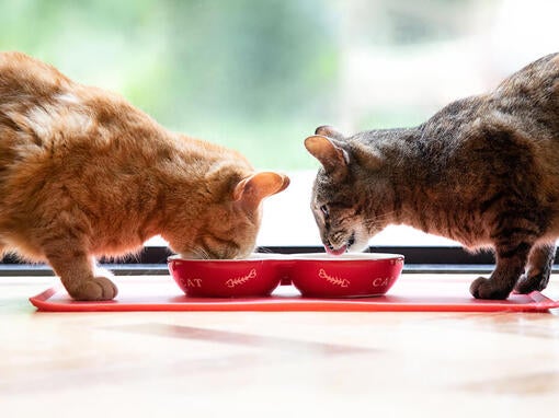 To katte, der spiser