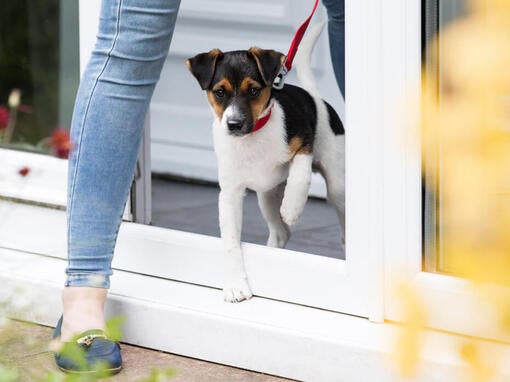 Hund går ud i snor