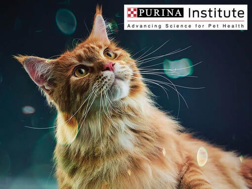 Purina Institute og innovation