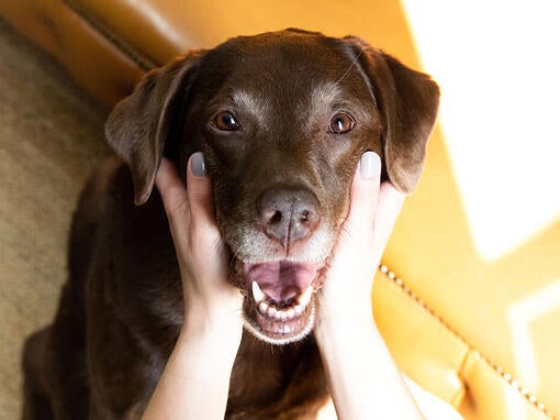 Ældre hund i ejerens hænder