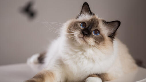 Ragdoll