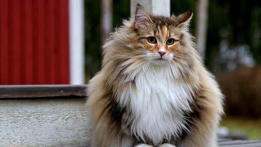 Maine Coon