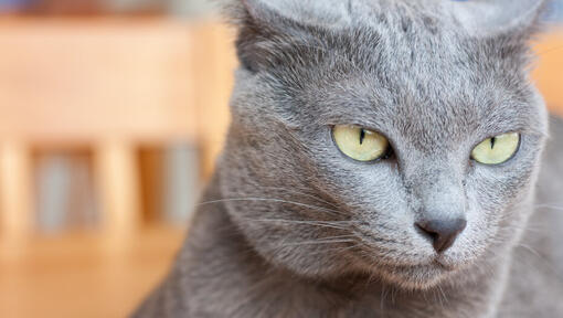 Russian Blue