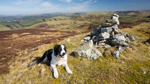Border collie