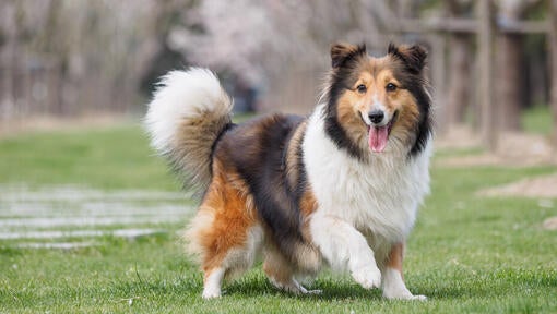 Shetland sheepdog