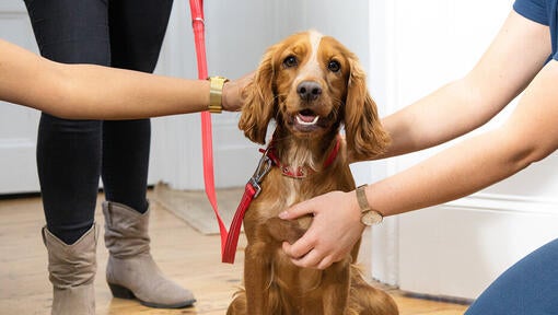 Spaniel bliver strøget