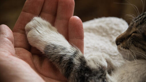 Menneskehånd, der holder en kats pote