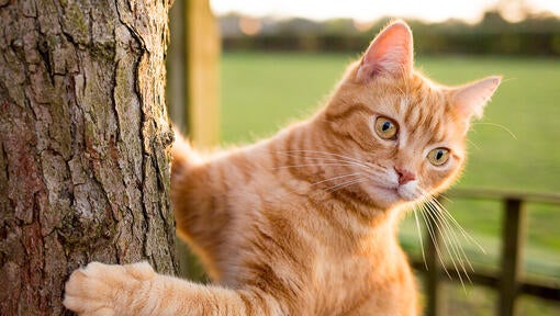 Rødhåret kat, der klatrer i et træ